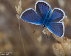 transformation butterfly